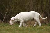 DOGUE ARGENTIN 131